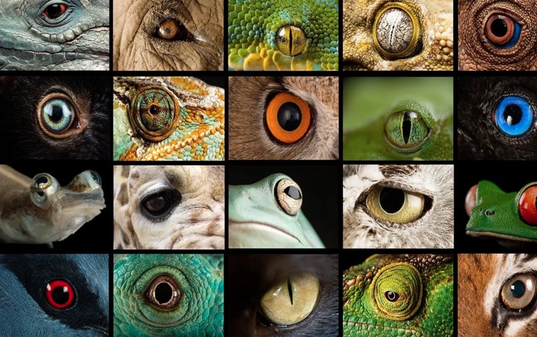 Название животного глаза. Глаза животных. Необычные глаза животных. Глаза животных картинки. Множество глаз.